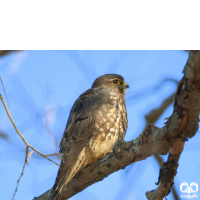 گونه ترمتای Merlin